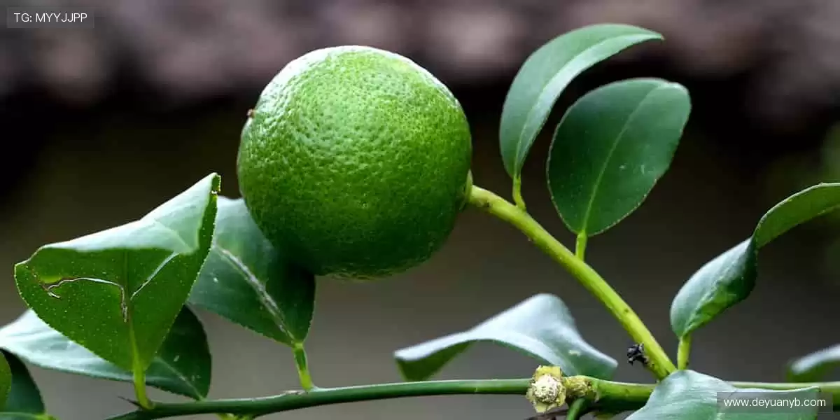 见证每一刻热血！🏆